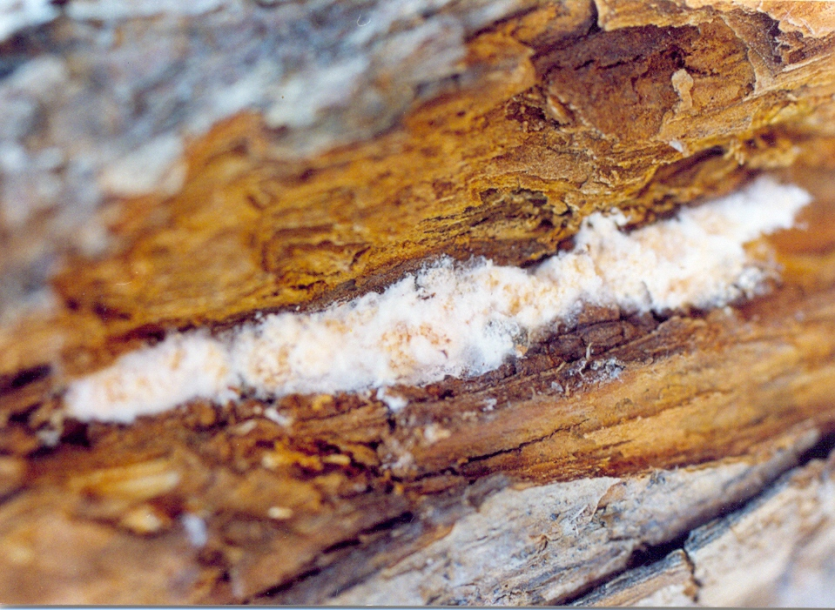 줄기의 거친 껍질 밑의 월동알