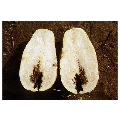 뿌리 내부 공동 및 코르크화(1)