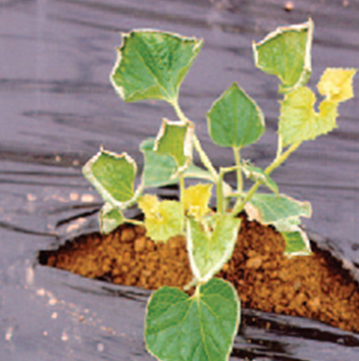 암모니아가스 피해