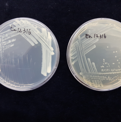 배지 상의 균총(KB 배지(좌) 및 TSA 배지(우) 반투명 회백색 콜로니)