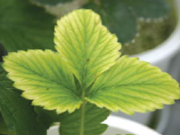 2~3번째 신생엽 엽맥간 황화현상