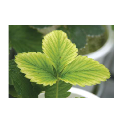 2~3번째 신생엽 엽맥간 황화현상