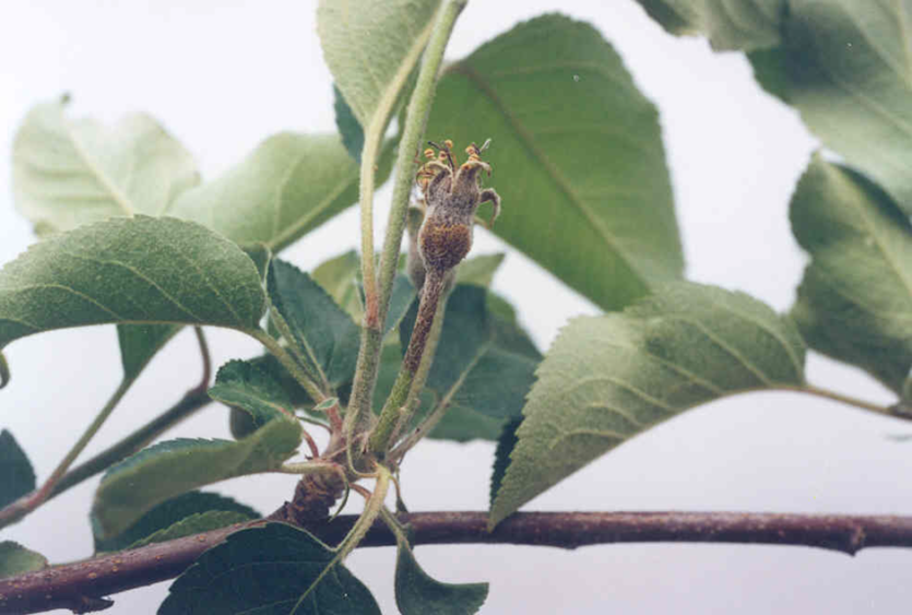유과 및 과실의 피해증상