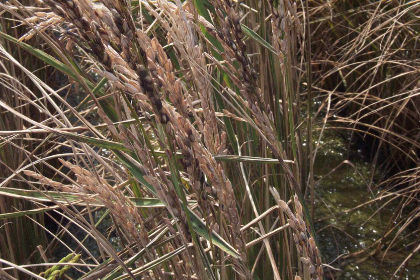 염 피해이삭 곰팡이 감염