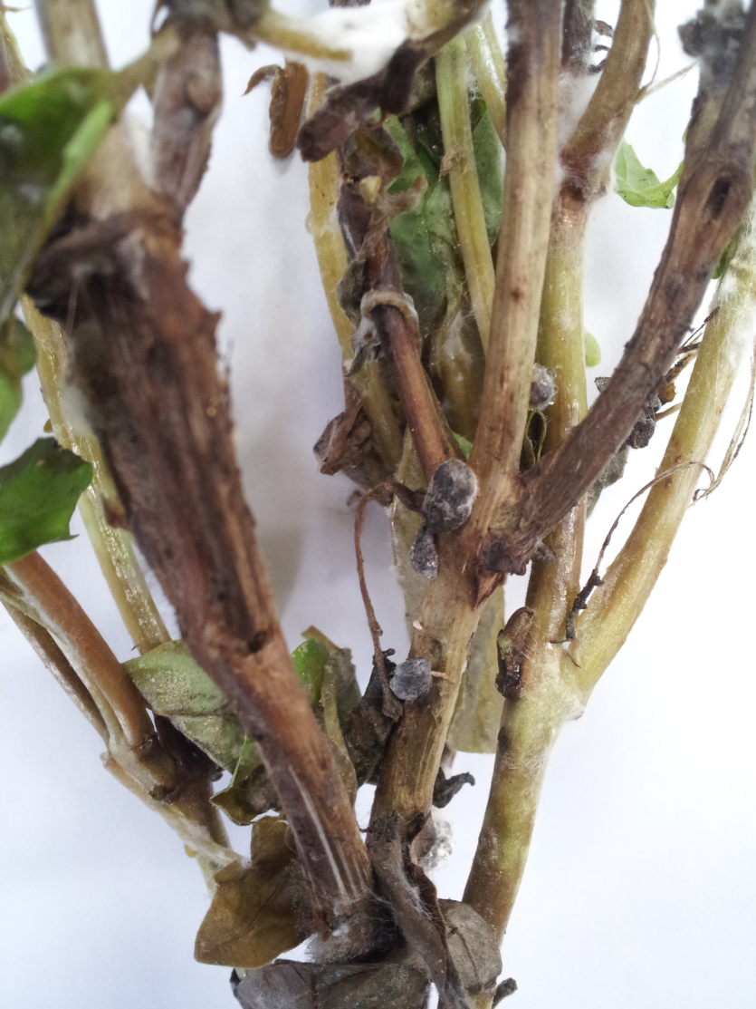 병든 식물체에 형성된 균핵