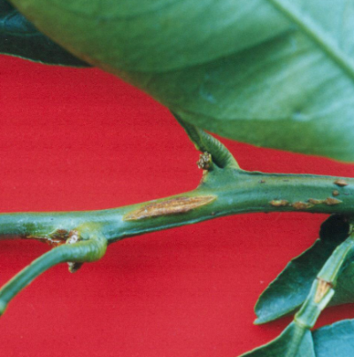 온주밀감의 가지와 과실의 증상