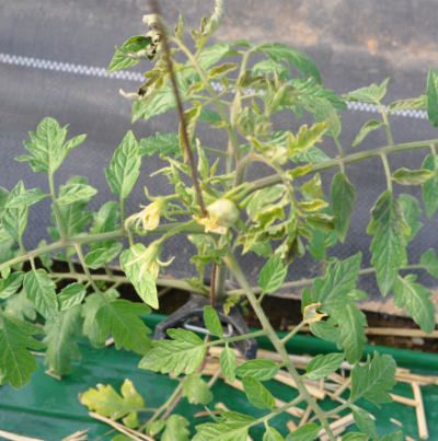 잎의 황화 퇴색