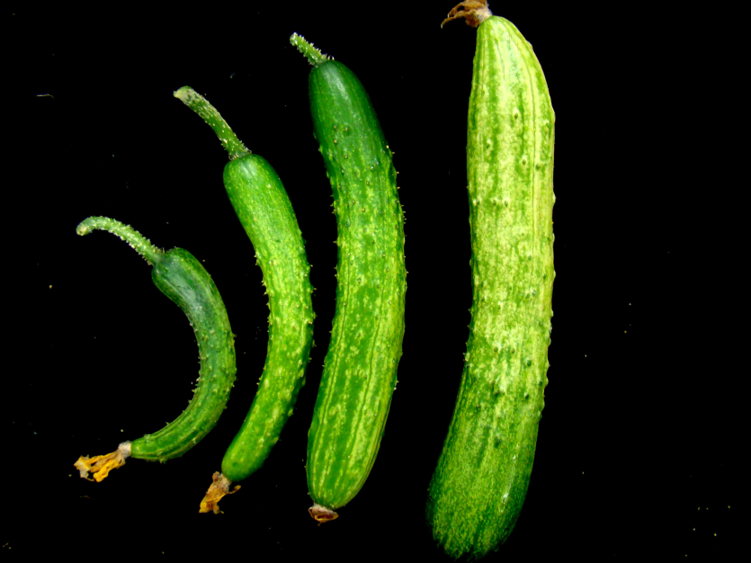 과실 얼룩 증상(1)