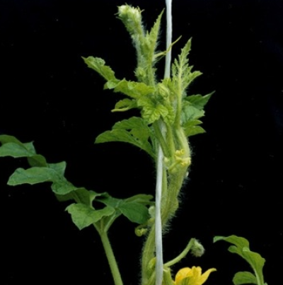 생장점 위축증상