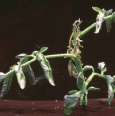 잎이 위로 말림