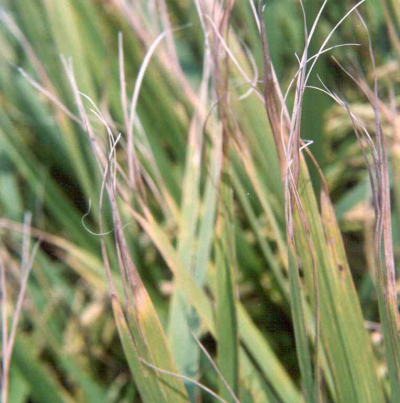 강한 바람에 의한 잎끝 파열