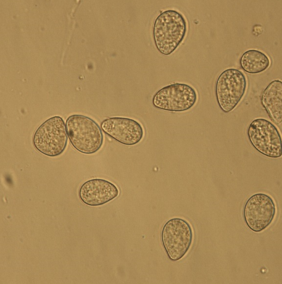 병원균(분생포자)