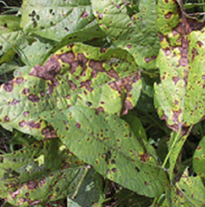 들불병 후기 병징