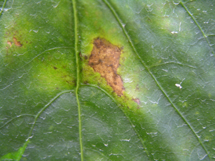 잎의 병징(앞면)