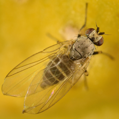 완두굴파리 성충