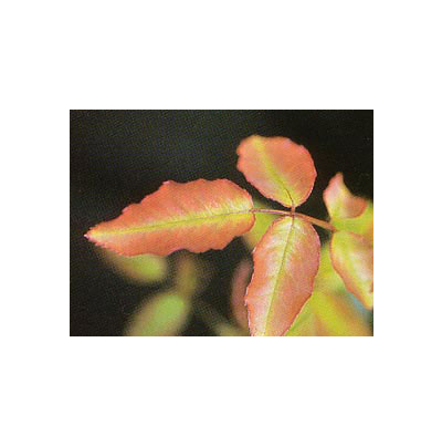 신화 황적색 변색