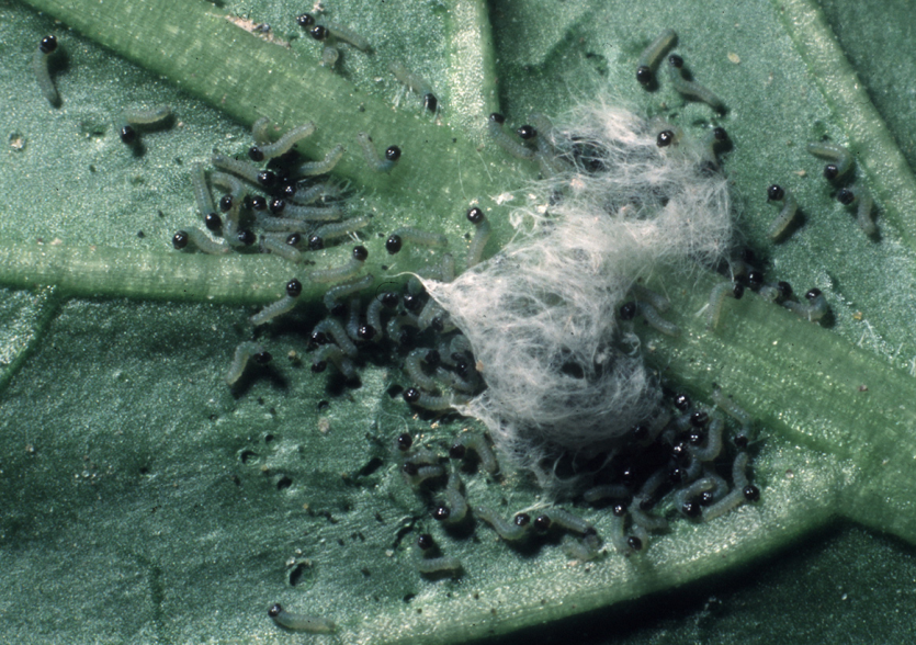 파밤나방 부화 유충