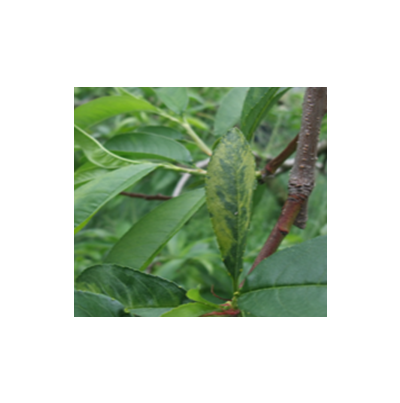 잎의 모자이크 증상