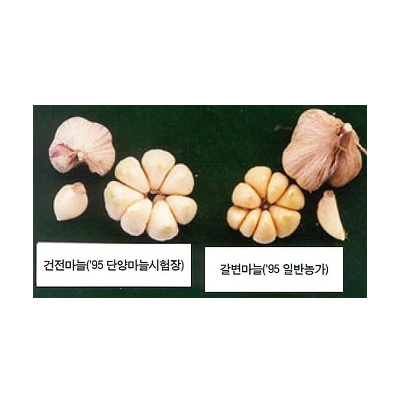 저장 중 건전마늘과 갈변마늘