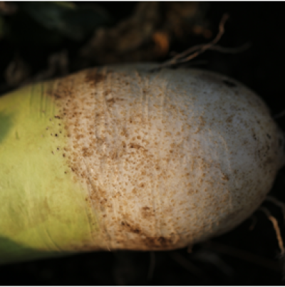 유충의 뿌리 피해(뿌리표면 곰보 흔적)