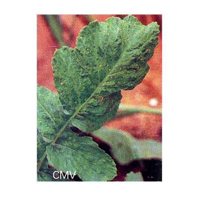 모자이크병 증상