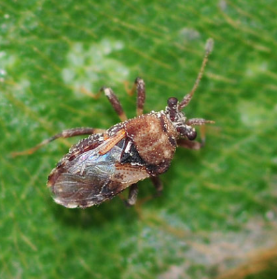 게눈노린재 성충