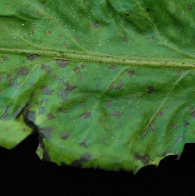 초기 갈색점무늬 증상