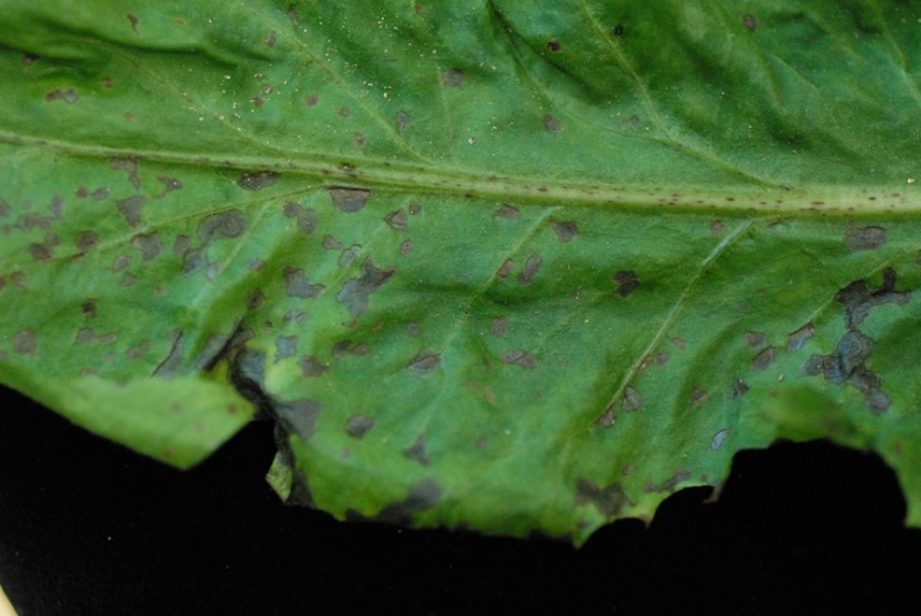 초기 갈색점무늬 증상