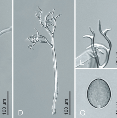 병원균(포자낭병 및 포자낭)