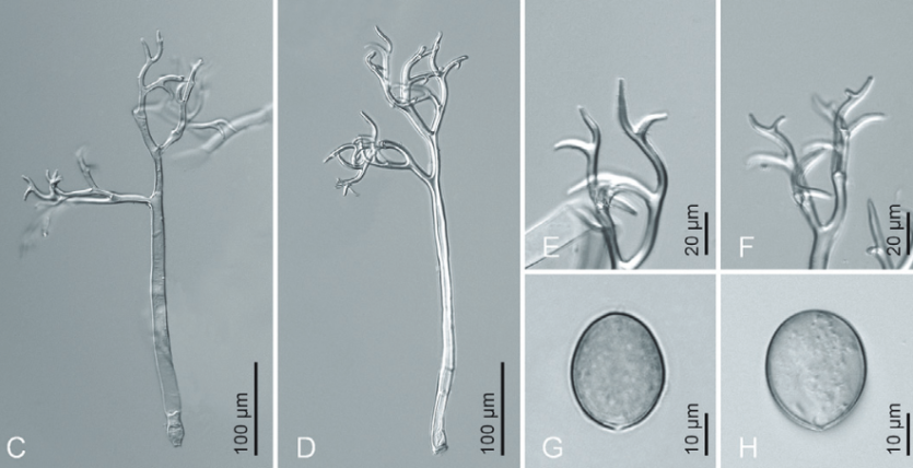 병원균(포자낭병 및 포자낭)