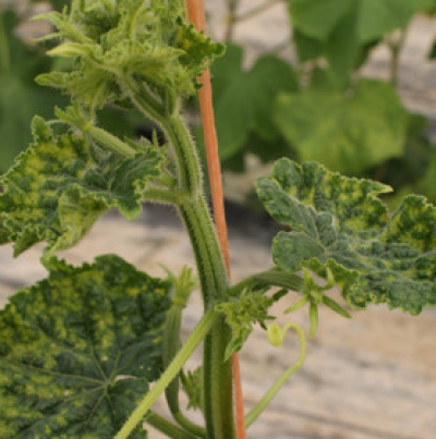 얼룩모자이크 증상