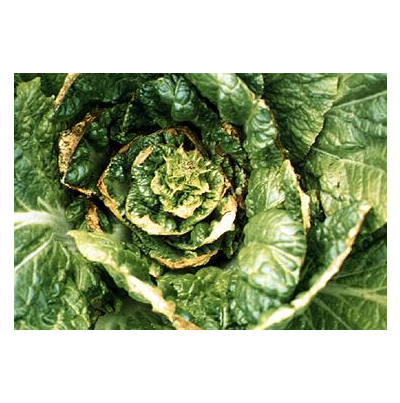 잎 가장자리 마름증상