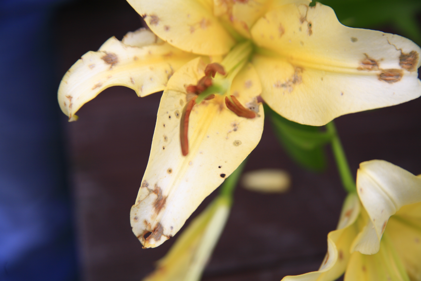 꽃의 피해 증상(2)