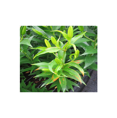 부정형 괴사반점 및 괴사 증상(1)