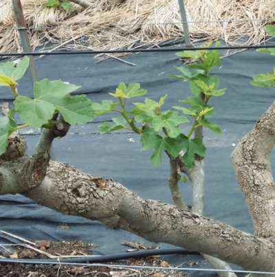 일소에 의한 표피 균열