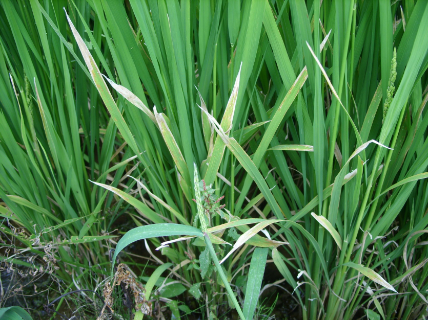 회갈색으로 말라죽음(흰잎마름병과 유사)