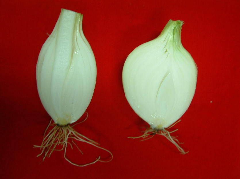 추대 양파(좌)와 건전 양파(우)