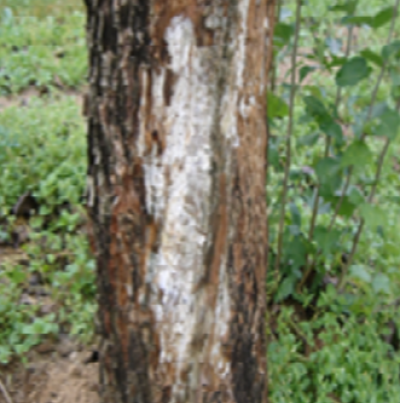 지제부 균사체 매트 형성  