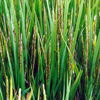 피해 증상(이삭 변색)