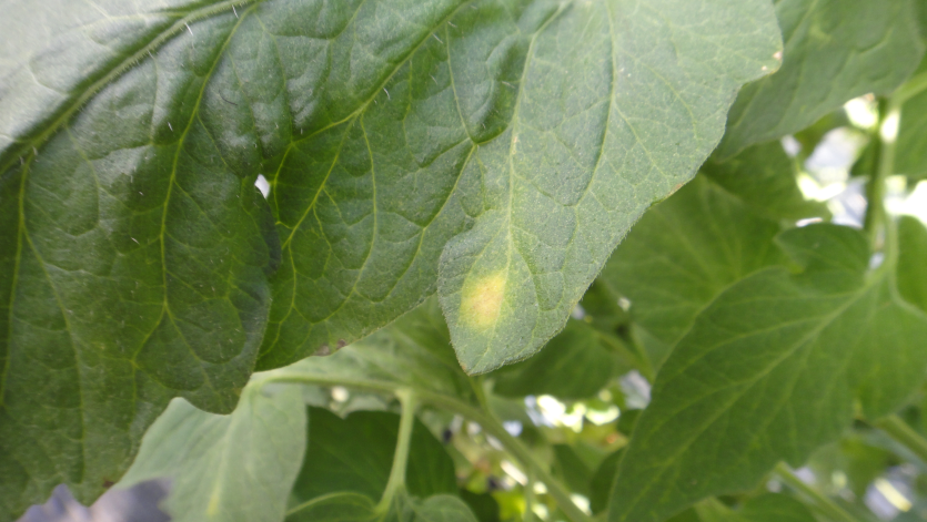 L. taurica의 초기 앞면