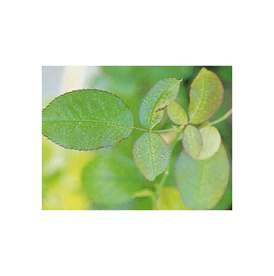 엽면 암자색 및 엽맥간 반점