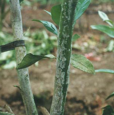 이끼와 함께 발생한 병반