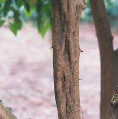 유자 줄기의 병징