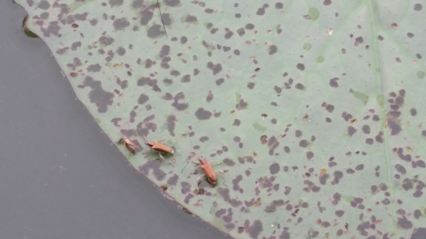 성충의 잎 가해