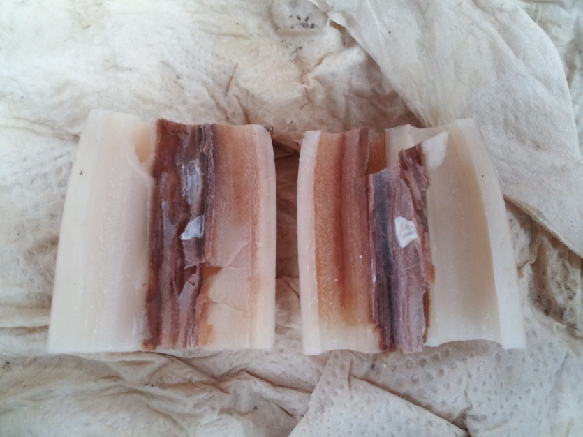 뿌리 내부 병징(3)