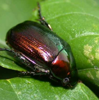 오리나무풍뎅이 성충