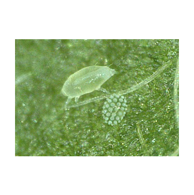 차먼지응애 알과 유충