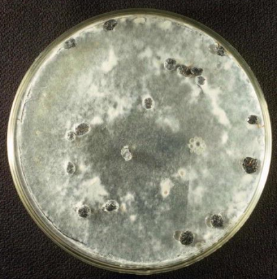 병원균(PDA배지에 형성된 균총)