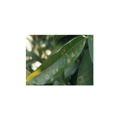 잎의 초기 병징