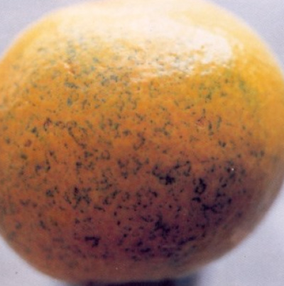 유포 주위로 형성된 병반 모습